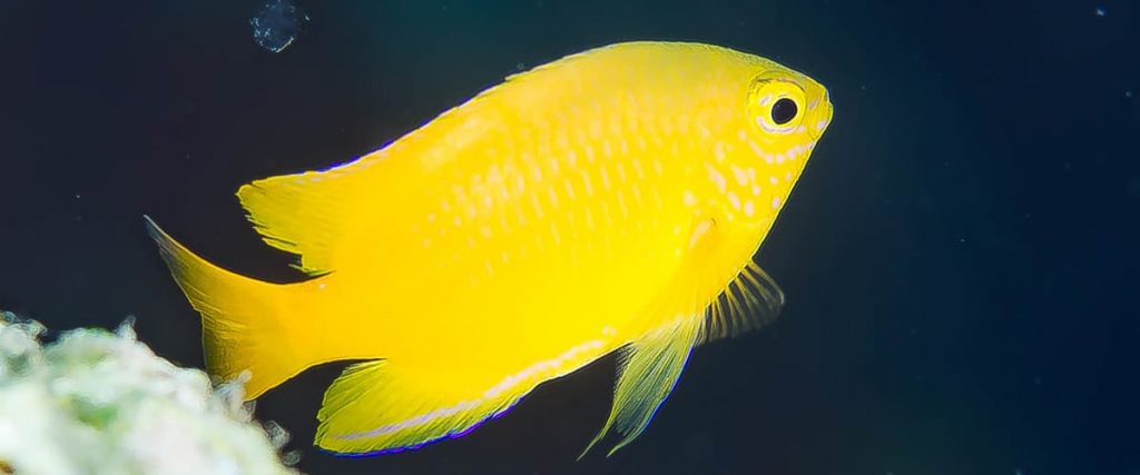 lemon damsel