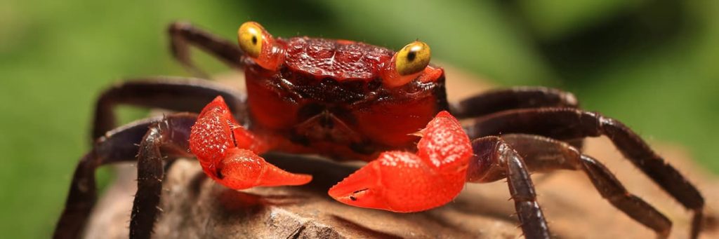 little red vampire crab