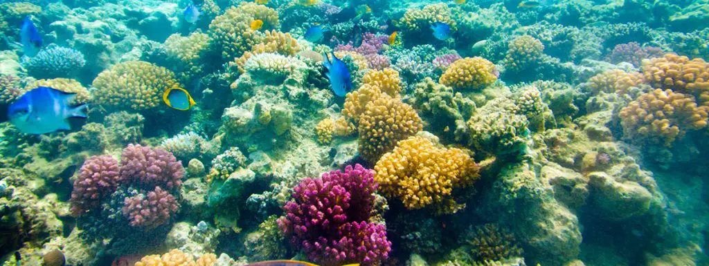 lots of coral best coral food