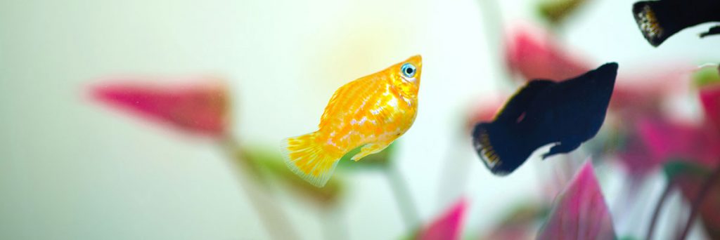 molly fish in aquarium