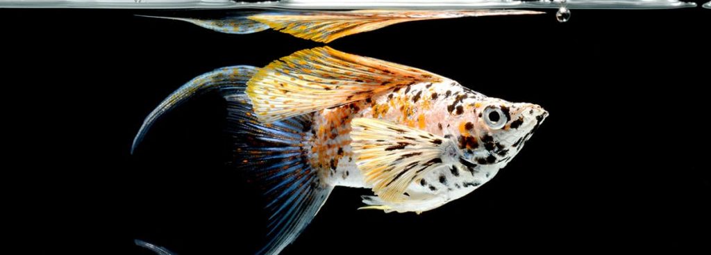 molly fish isolated on black background