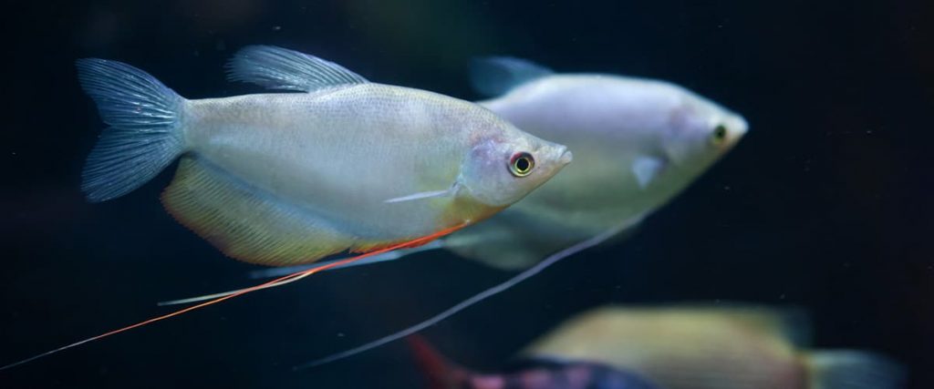 moonlight gourami