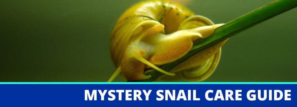 mystery snail care guide header