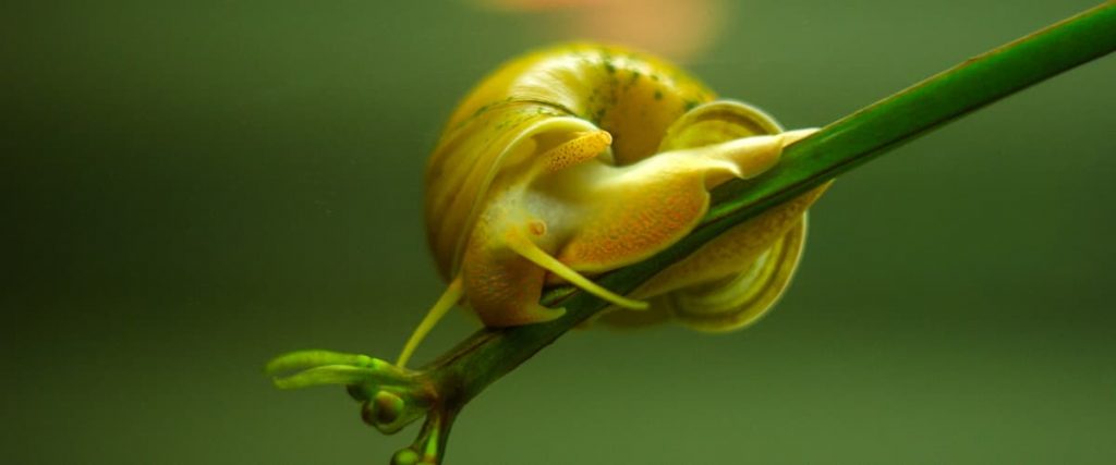 mystery snail on aquarium plant