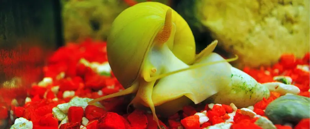 mystery snail on red substrate