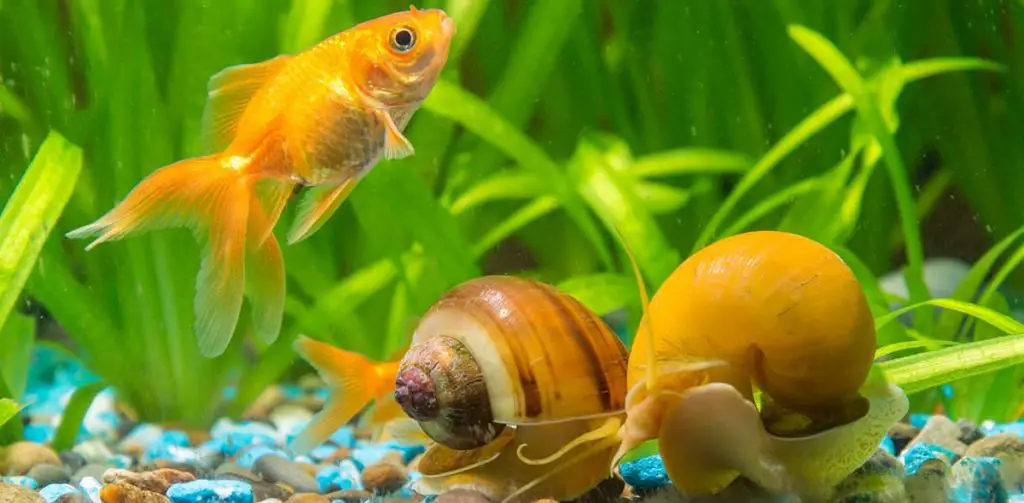 mystery snails with goldfish