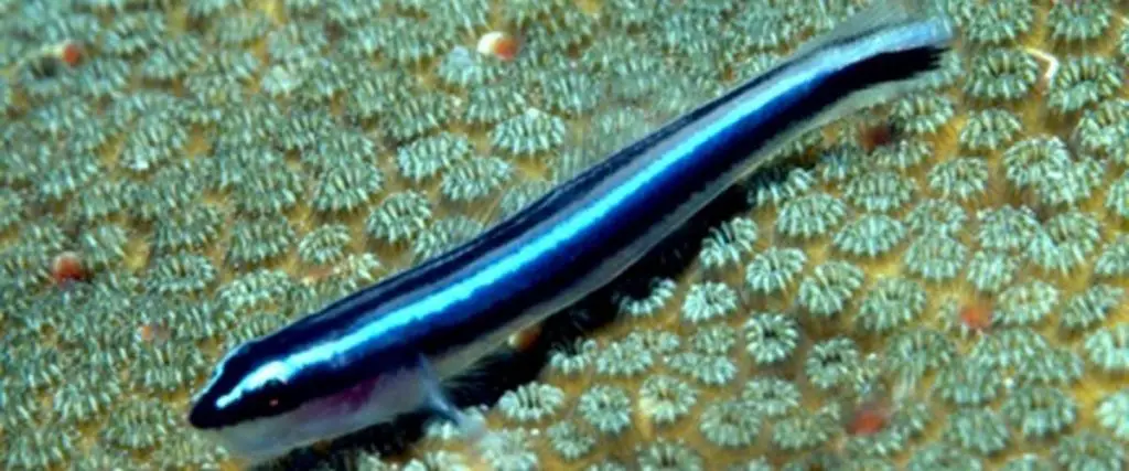 neon goby
