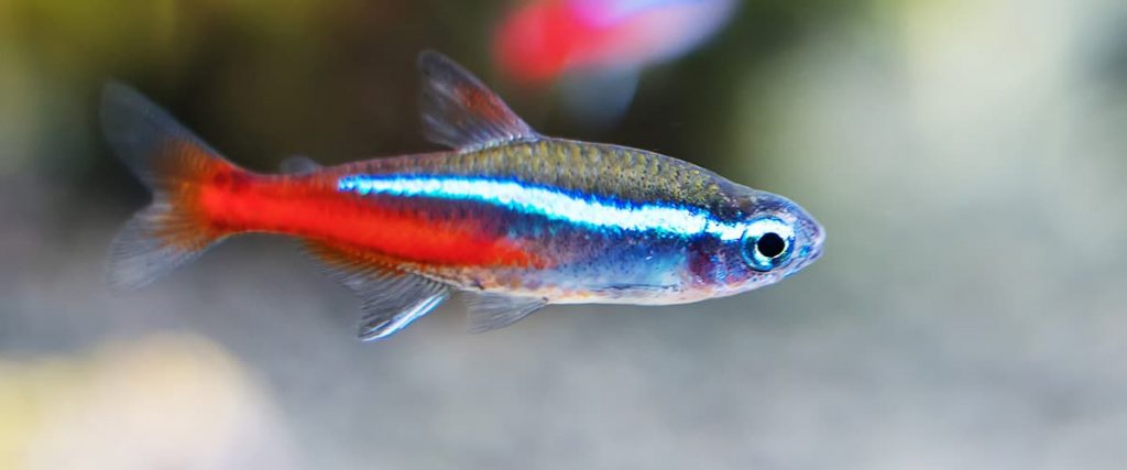 neon tetra side view