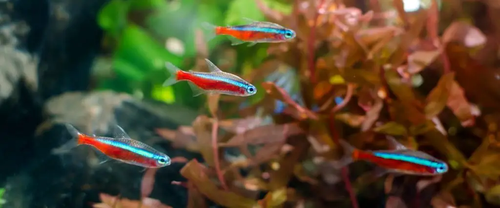 neon tetras swimming in a planted tank