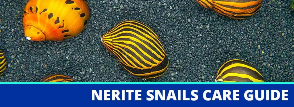 nerite snails care guide