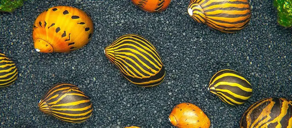 nerite snails for sale