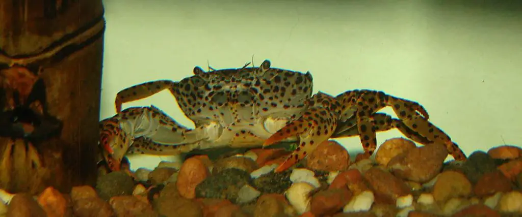 panther crab in aquarium