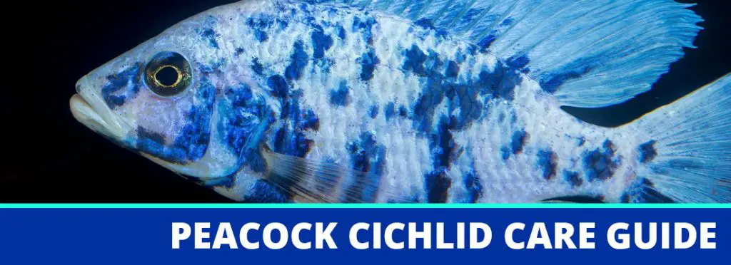 peacock cichlid care guide header