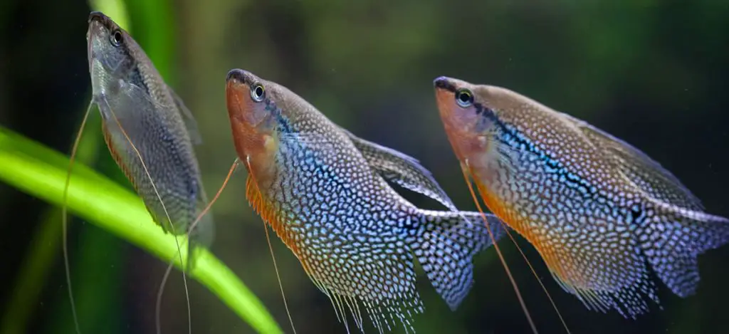 pearl gourami