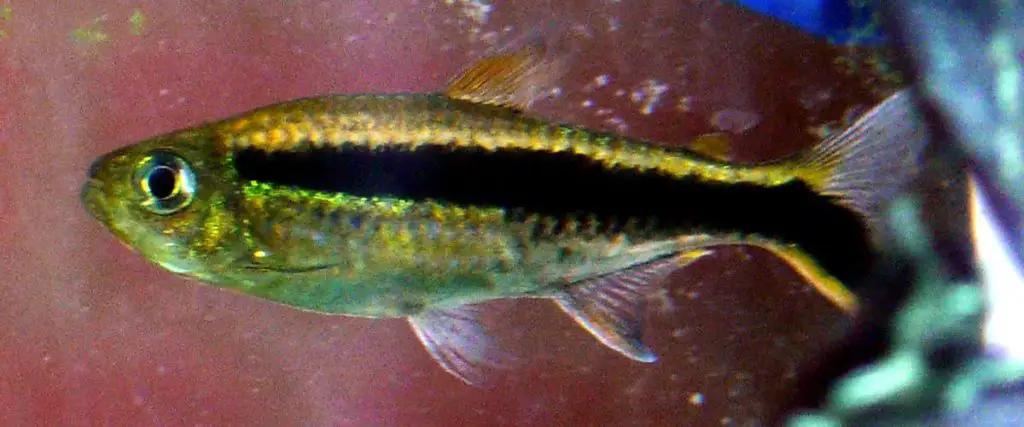 penguin tetra