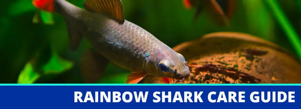 rainbow shark care guide header