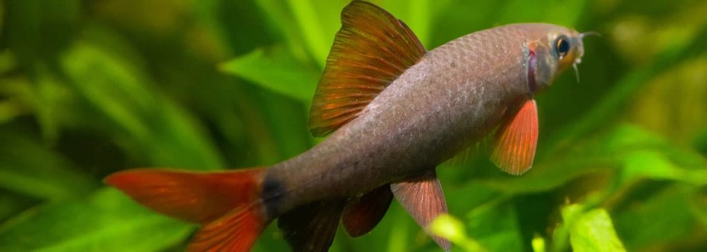 rainbow shark swimming away in an aquarium