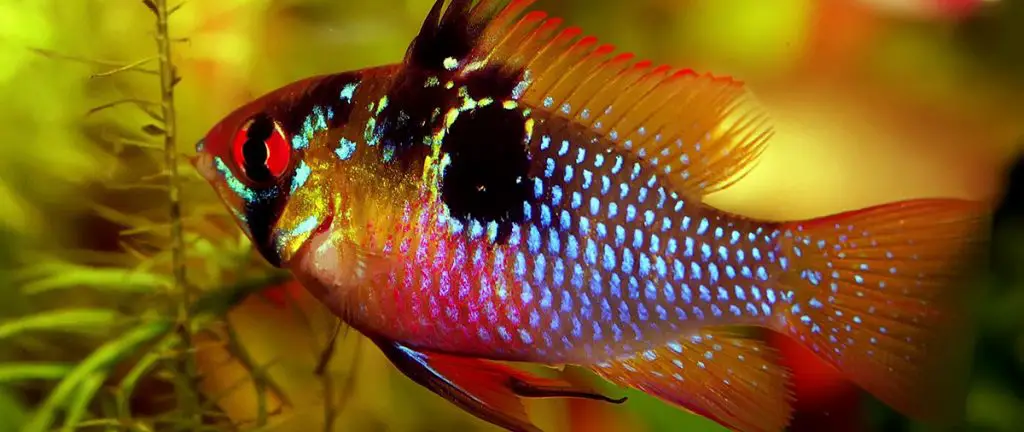 ram cichlid freshwater vs saltwater aquariums