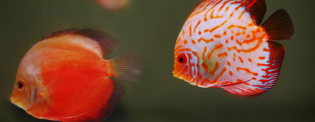 red and white fish swimming in aquarium