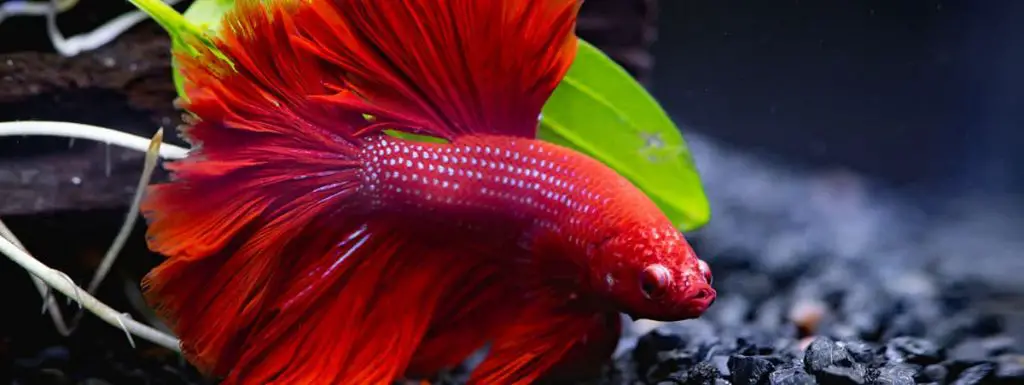 red betta along the bottom of tank with black substrate