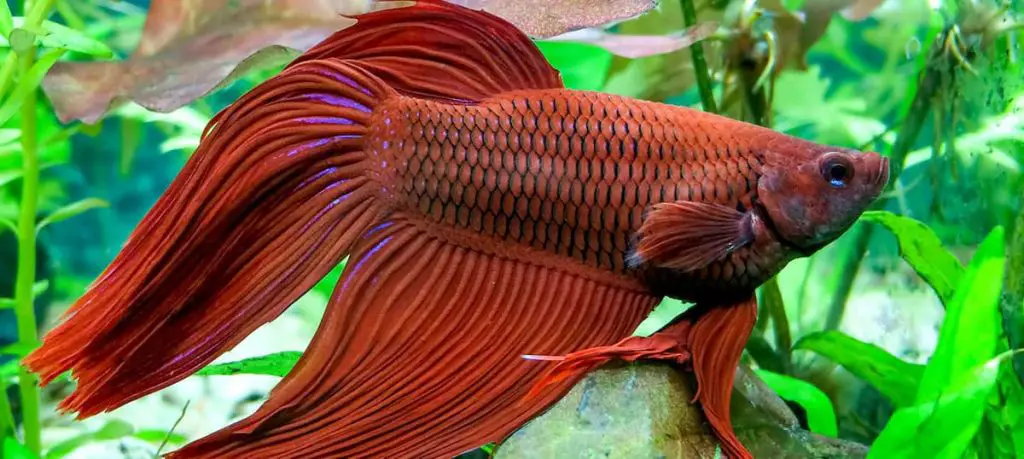 red betta in a planted tank