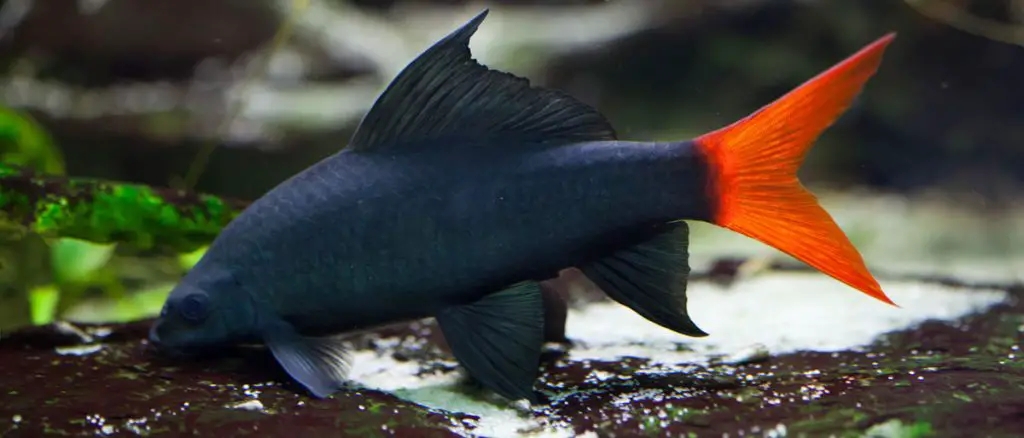 red tail black shark along the bottom of a fish tank