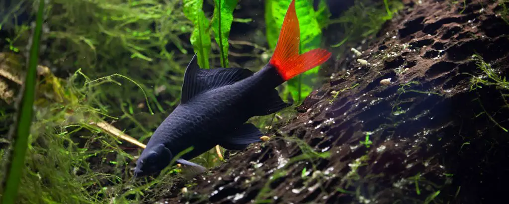 red tail black shark swimming down hill