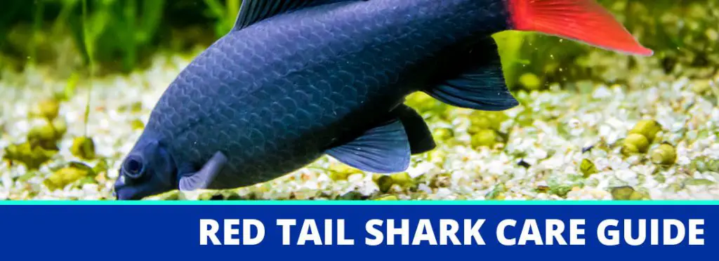 red tail shark care guide header