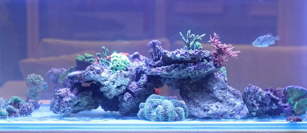 saltwater reef aquarium