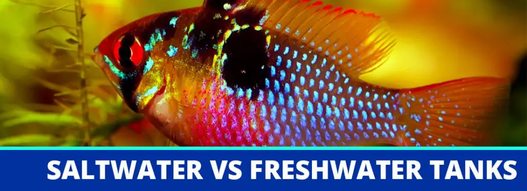 saltwater vs freshwater tank header