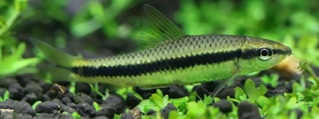 siamese algae eater along the bottom of a green tank