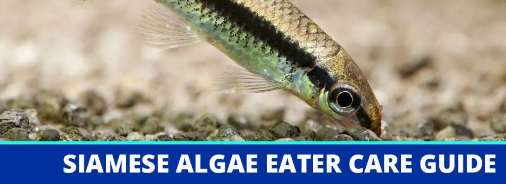 siamese algae eater care guide header