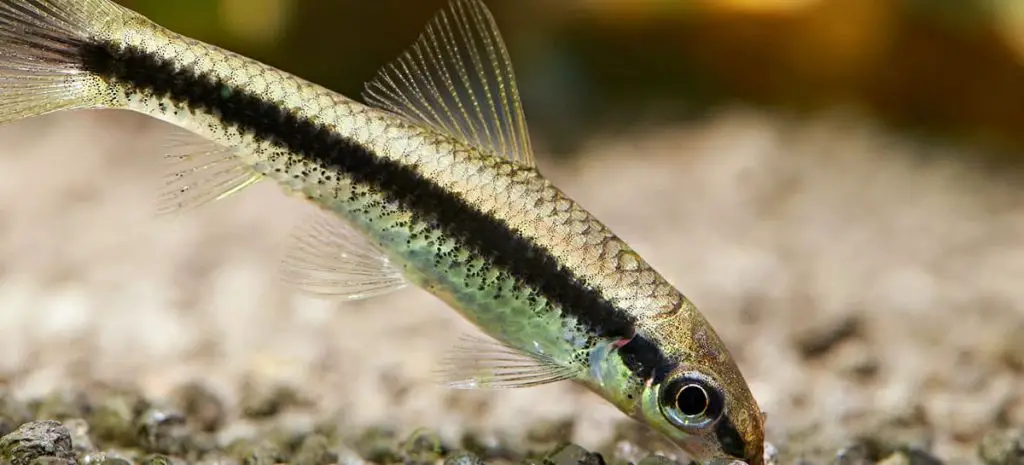 siamese algae eater on the bottom of a tank