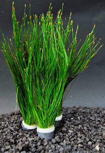 tall hairgrass plant