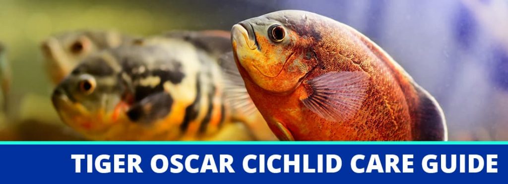 tiger oscar cichlid care guide header
