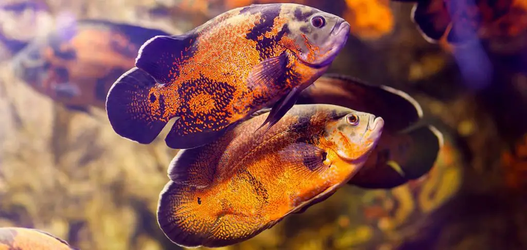 two tiger oscar cichlids swimming