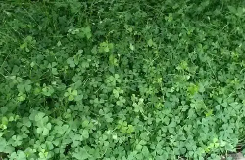 water shamrock
