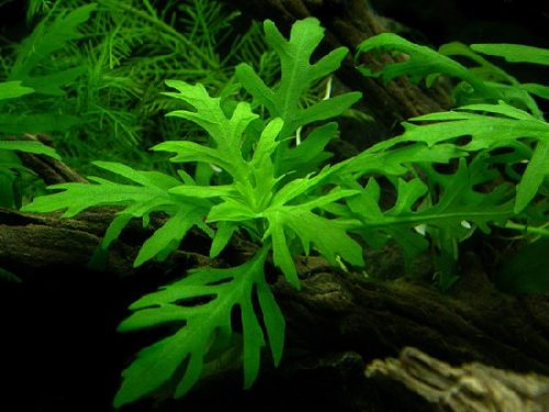 water wisteria