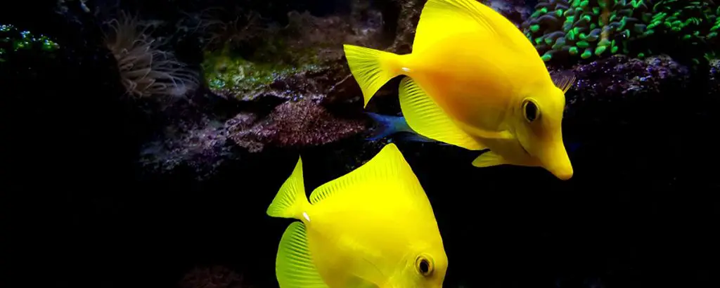 yellow tang saltwater fish