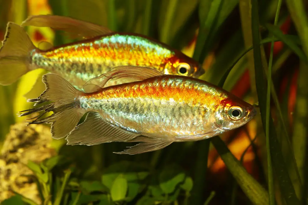 types of tetras