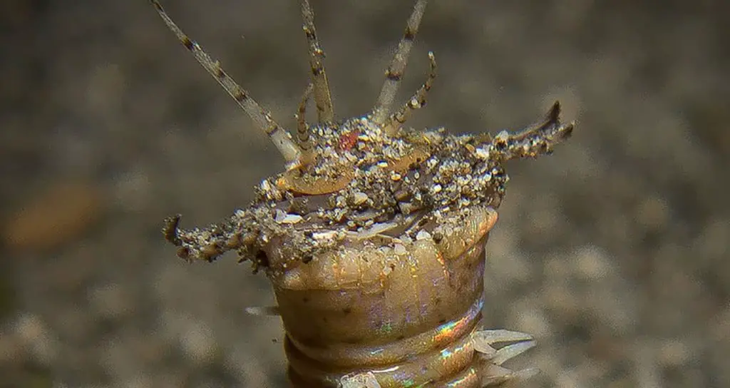 bobbit worm