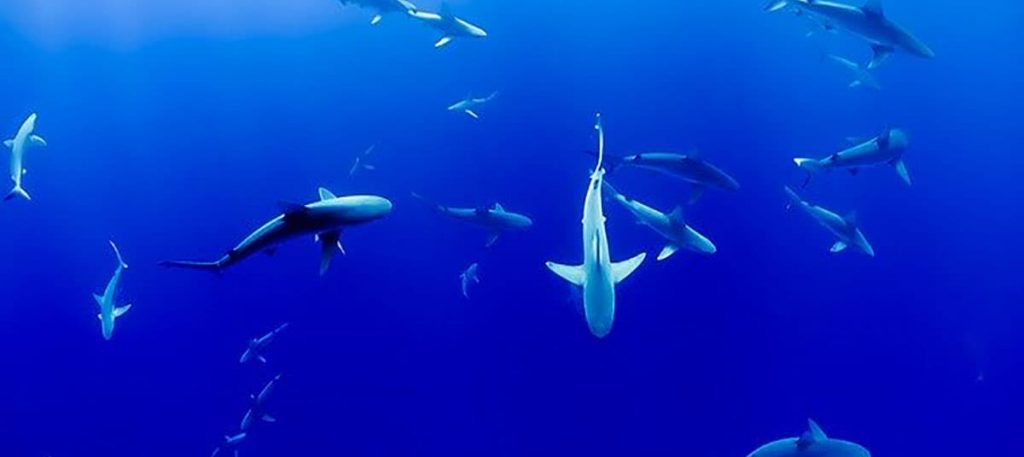 circling sharks