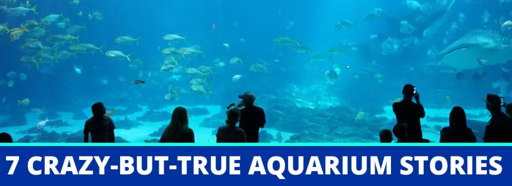 crazy but true aquarium stories header
