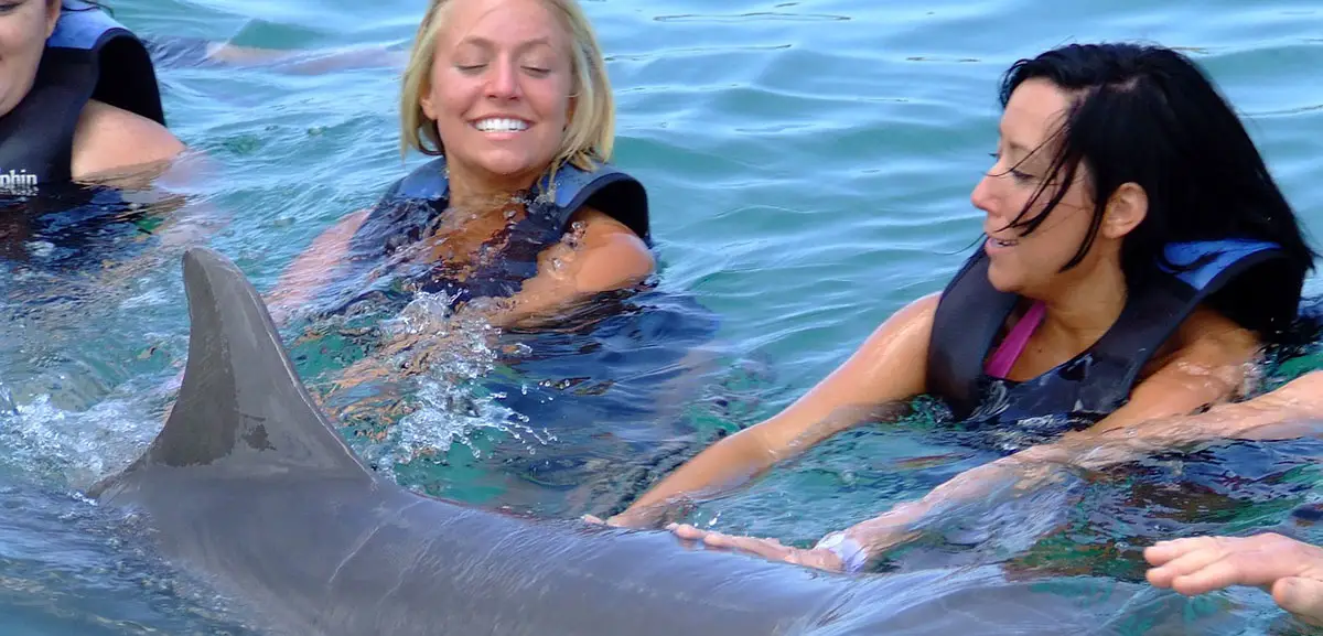 florida aquarium dolphin swim