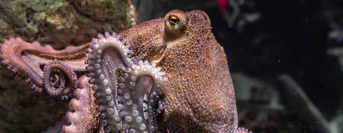 inky octopus escape