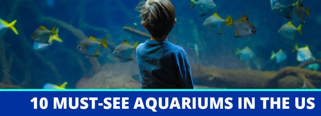 must see aquarium header