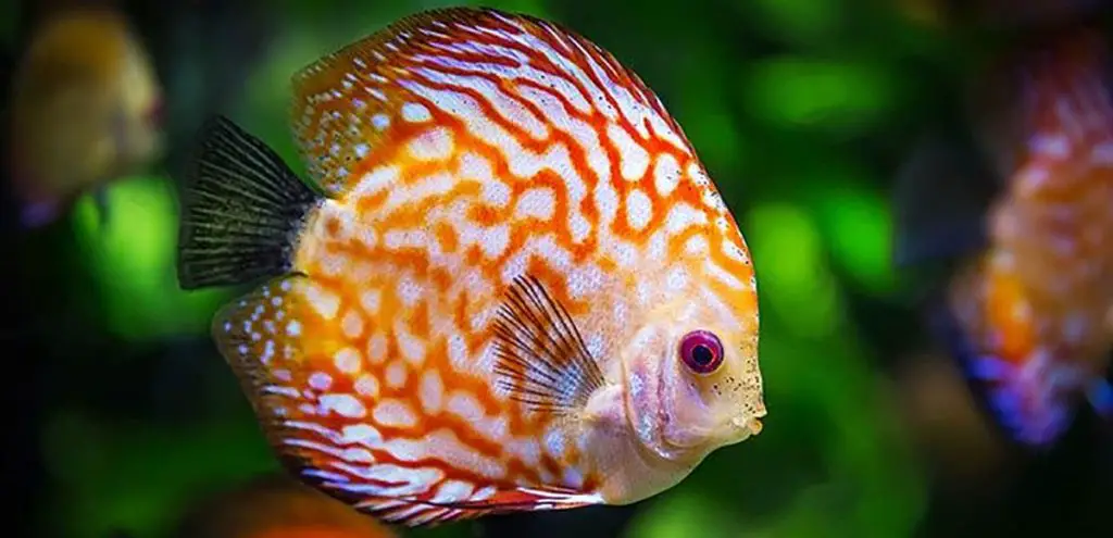 mystery of the disappearing fish