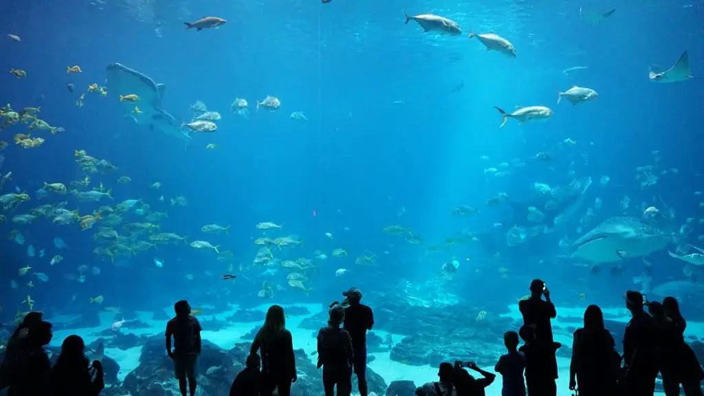 people-in-front-of-huge-aquarium-display
