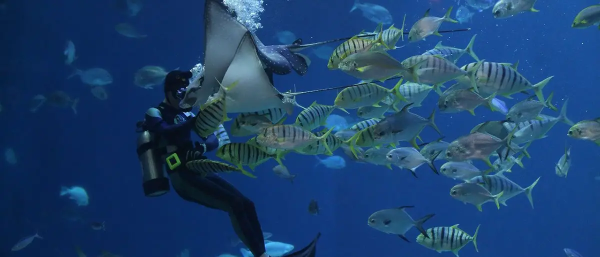 ripleys aquarium swim with stingrays