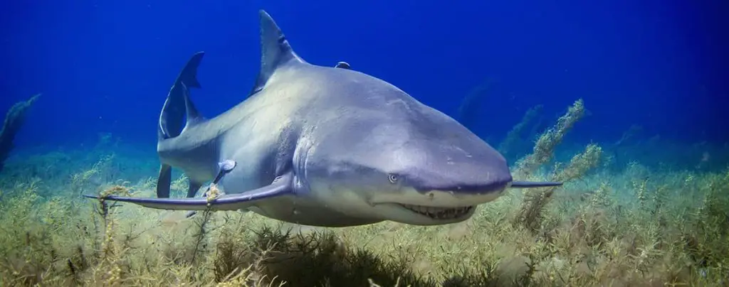 shark above sea floor
